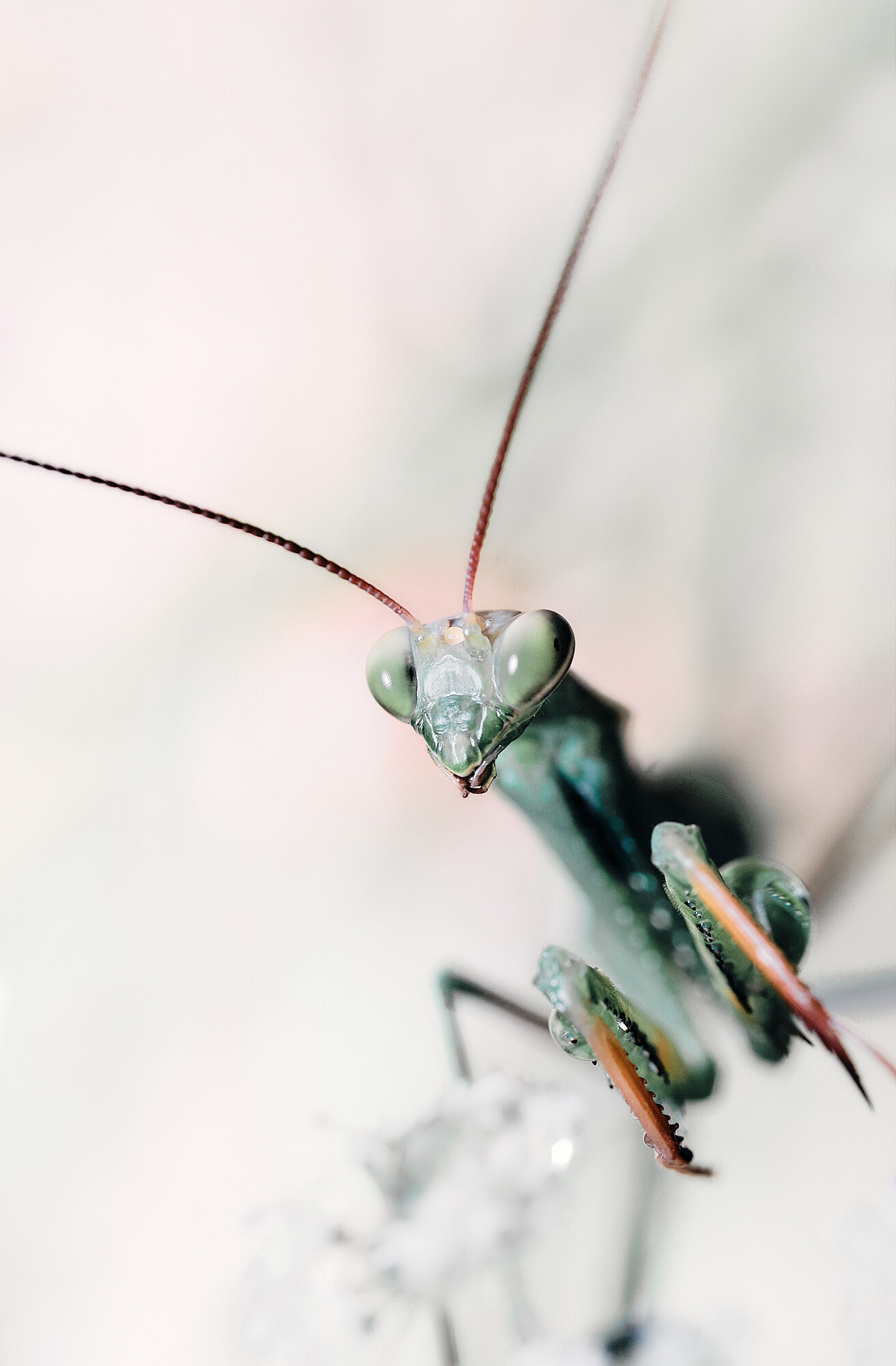 Joan Vendrell - mantis.jpg