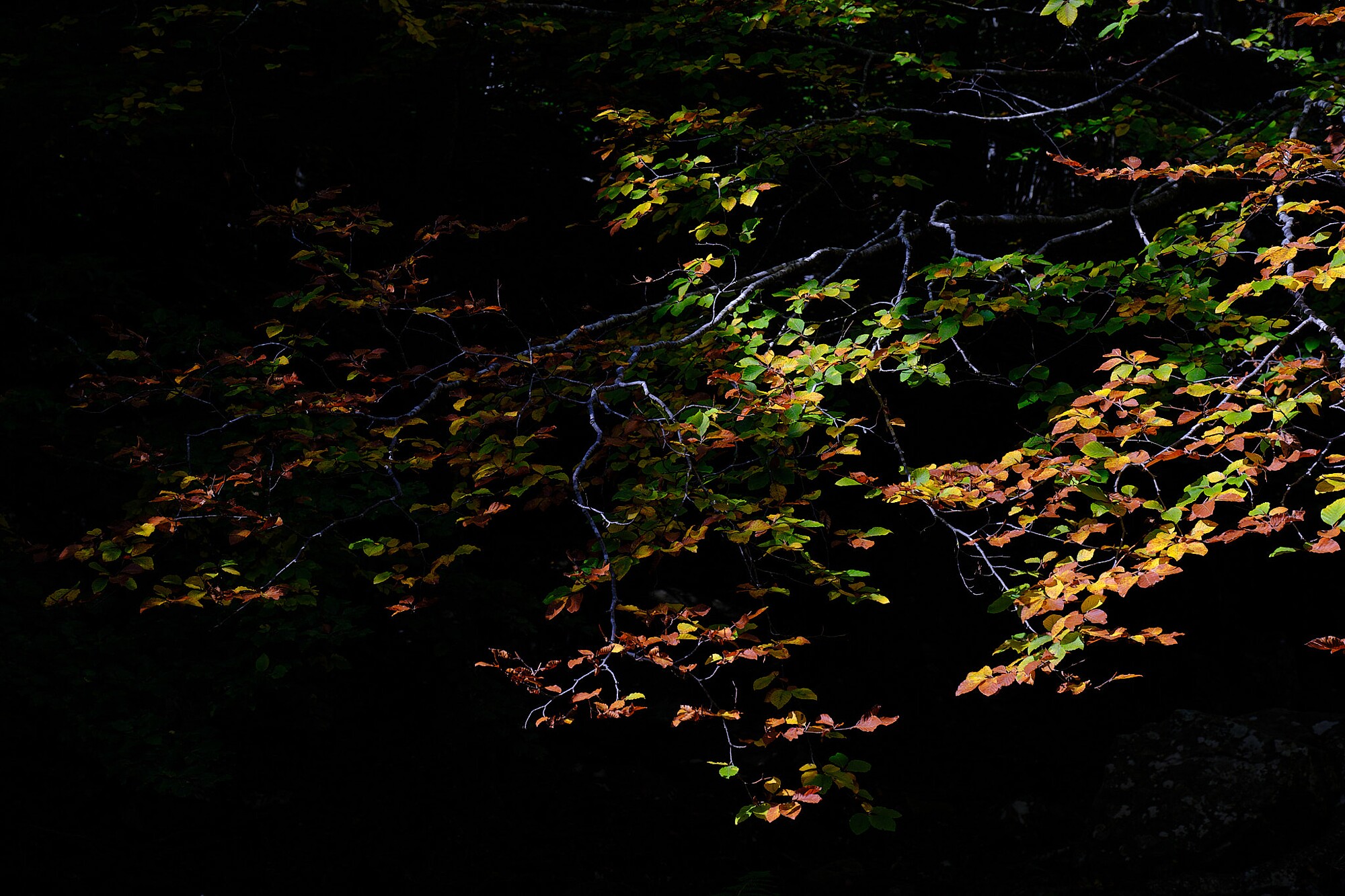 JVendrell-JVH20323-870