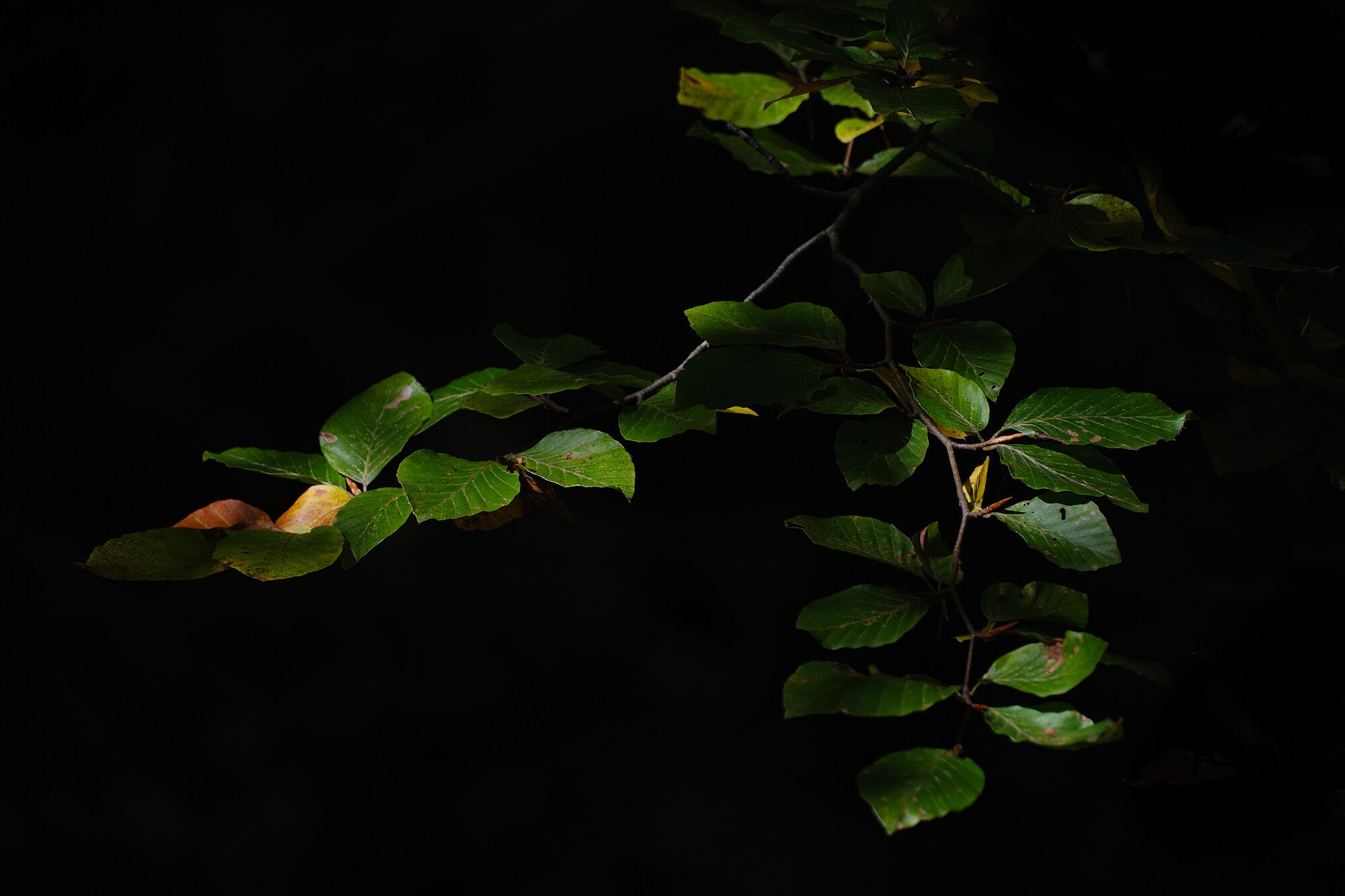 JVendrell-JVH20355-871